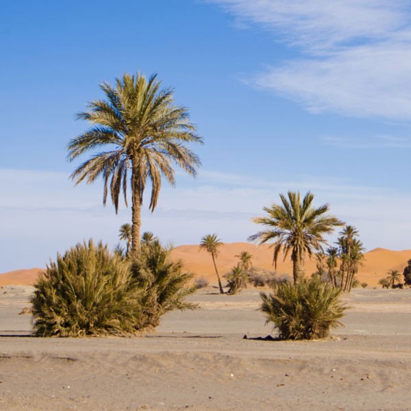 Dampfbad Orientalisch